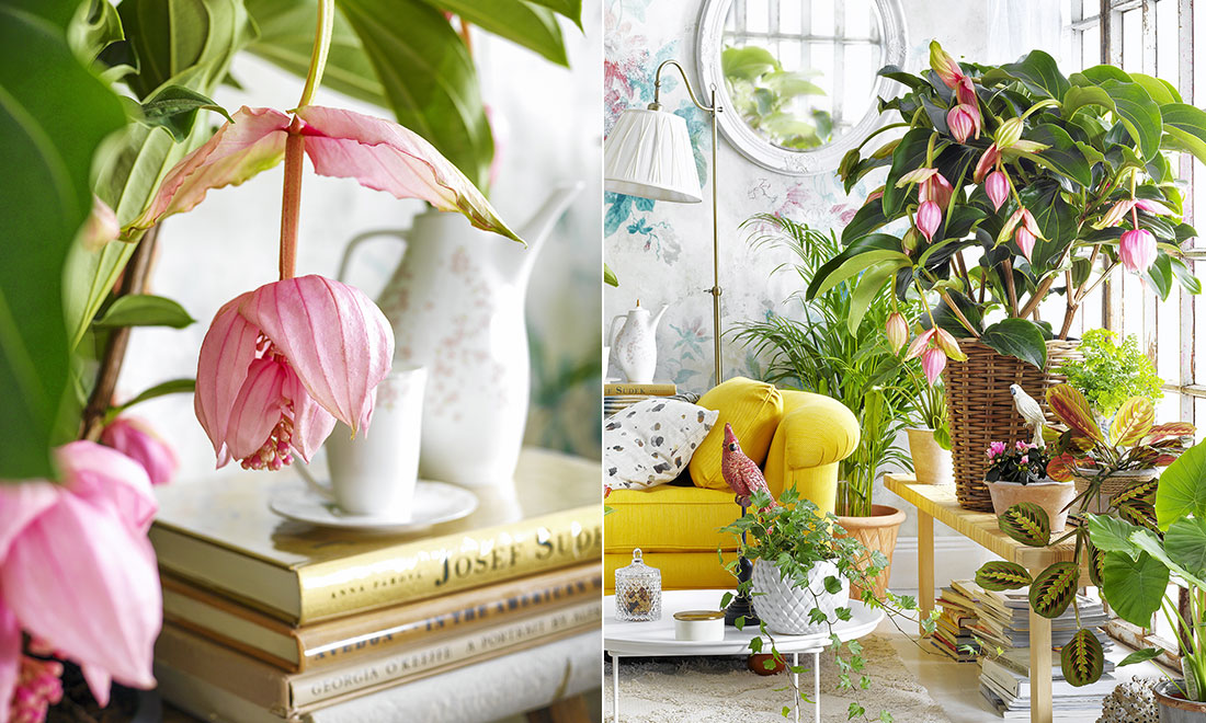 Så lyckas du med rosenskärm – 7 viktiga skötselråd