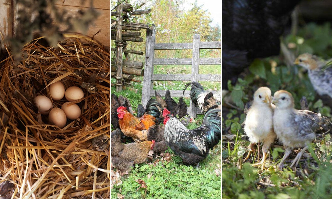 Skaffa höns i trädgården – 6 saker att tänka på