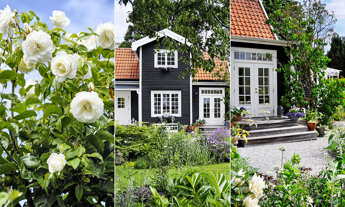 Så skapar du en trädgårdsdröm med rosor och klematis