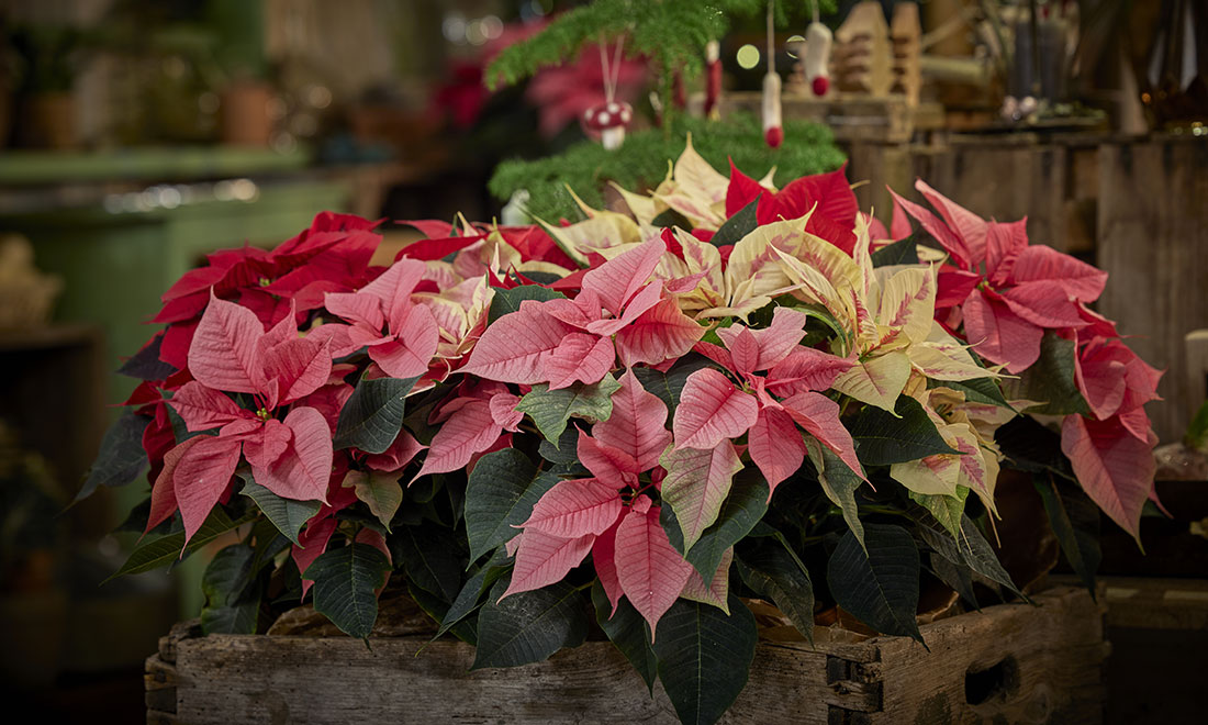 Därför firar vi julstjärnans dag den 12 december