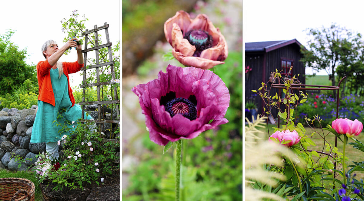 Färgstarkt i Vadstena – inspireras av en grönskande trädgård