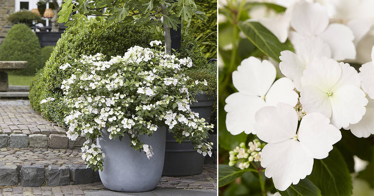 Här är nya hortensian – med 6 gånger så mycket blommor