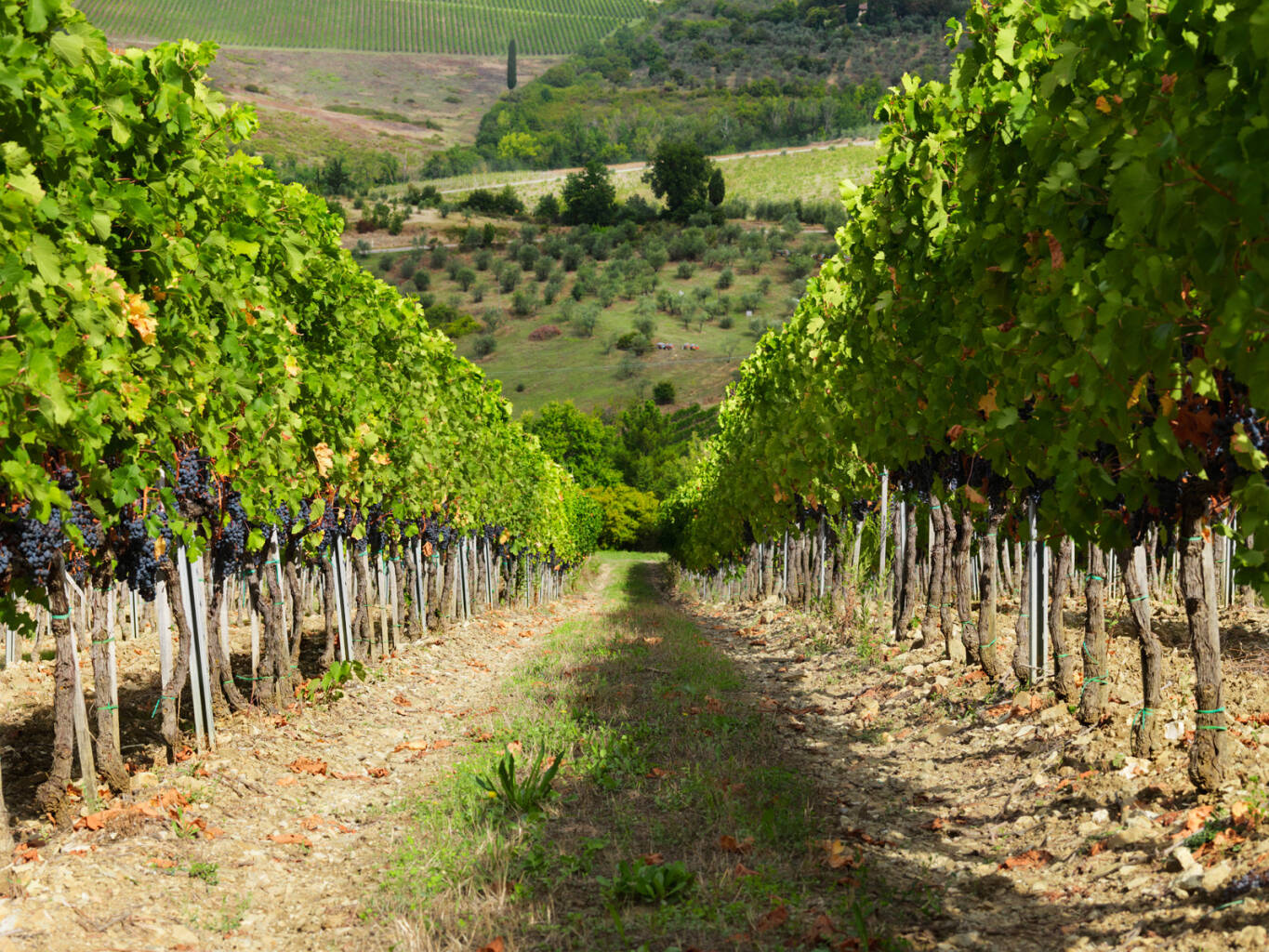 Möt vinproducenten bakom klassikern Chianti – och vinn resa till Toscana