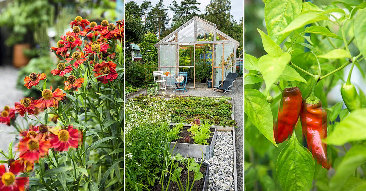 På Thereses kolonilott växer massor av gröna godsaker