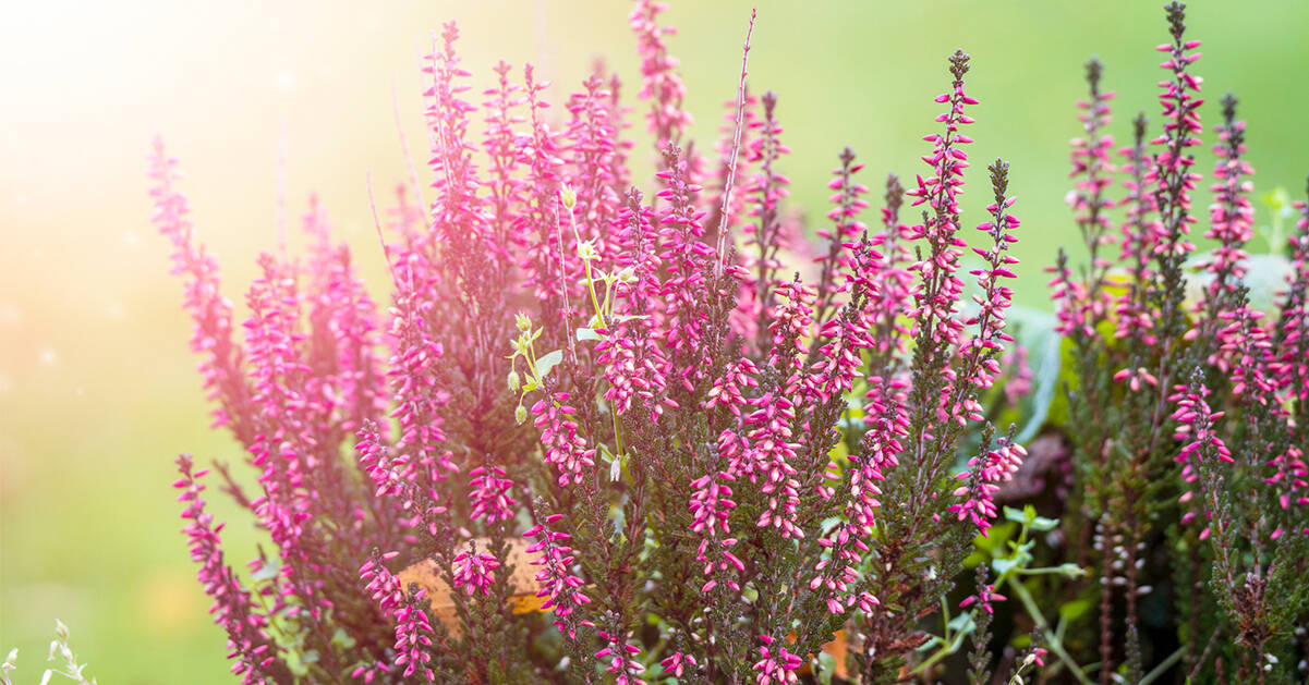 Lys upp din höstträdgård med tålig ljung – så här sköter du den