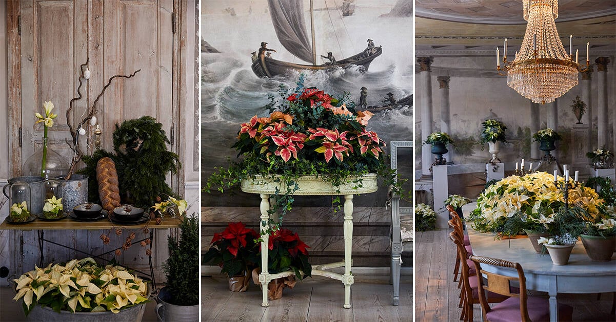 Så här lyckas du med julstjärnor som snittblommor