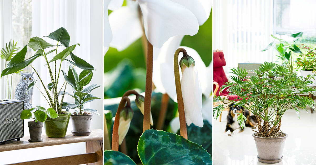 8 trendiga krukväxter – så här sköter du dem i vinter