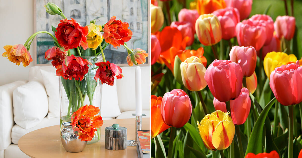 Tulpanens dag är här – så får du finaste tulpanbuketten