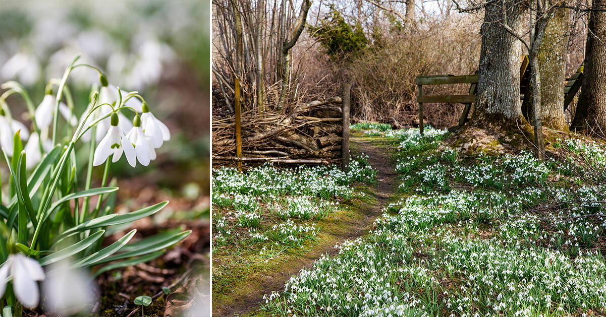 Så här får du snödroppen att trivas i din trädgård