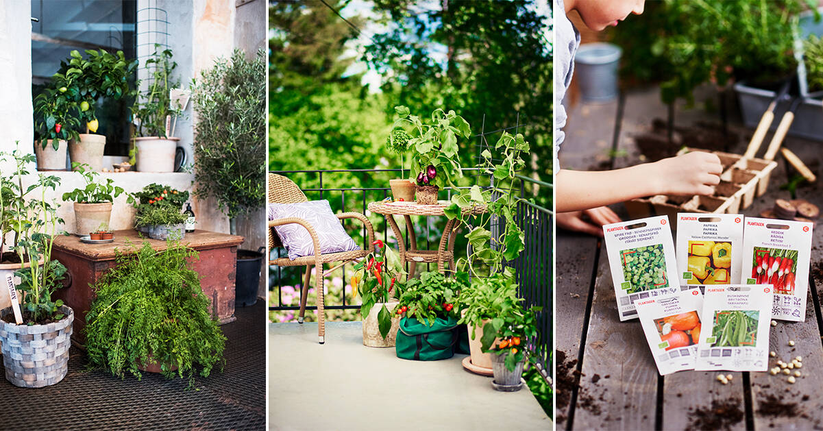 Därför blir det allt trendigare att odla ätbart