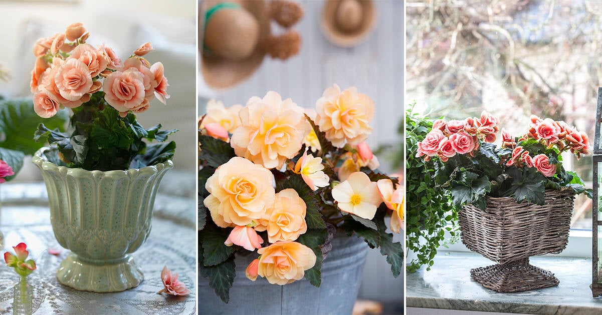 8 skötselråd: Så lyckas du med din begonia