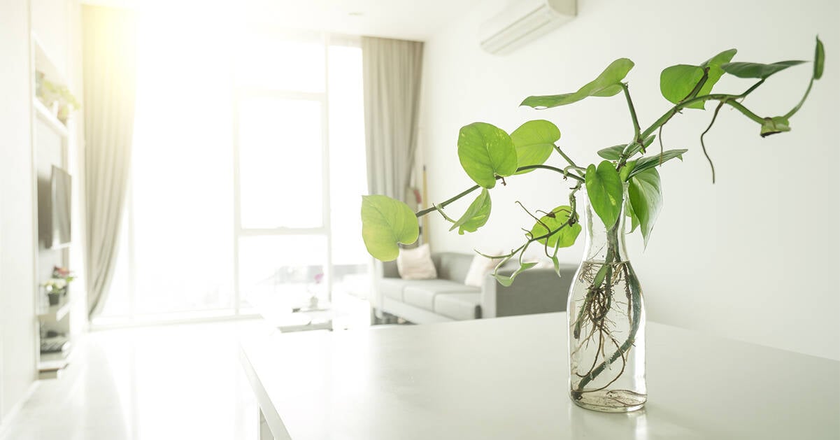 Skötselråd: Så här får du din gullranka att trivas