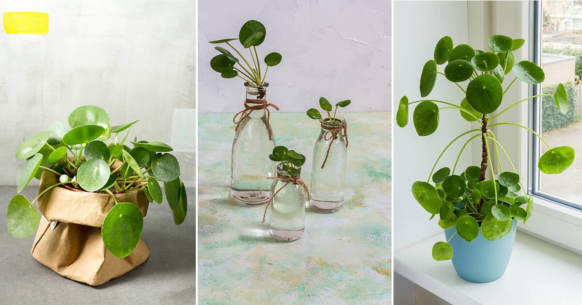 Så lyckas du med elefantöra – 7 viktiga skötselråd