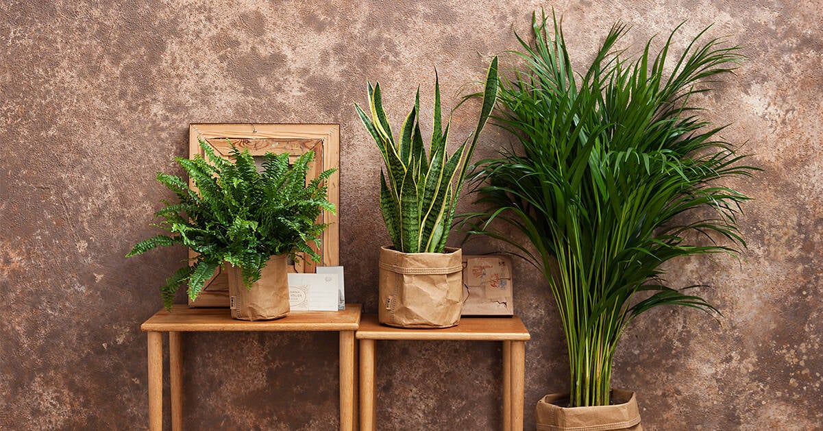 Tio retroblommor som håller stilen än idag