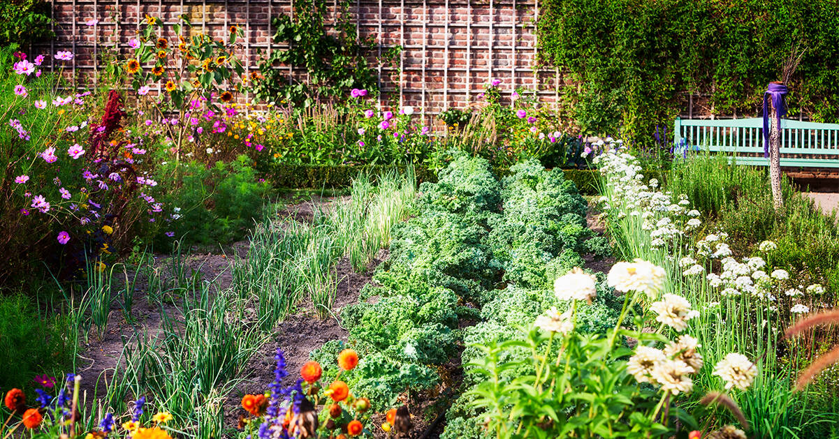 15 nya fröer vi vill plantera i trädgården i vår