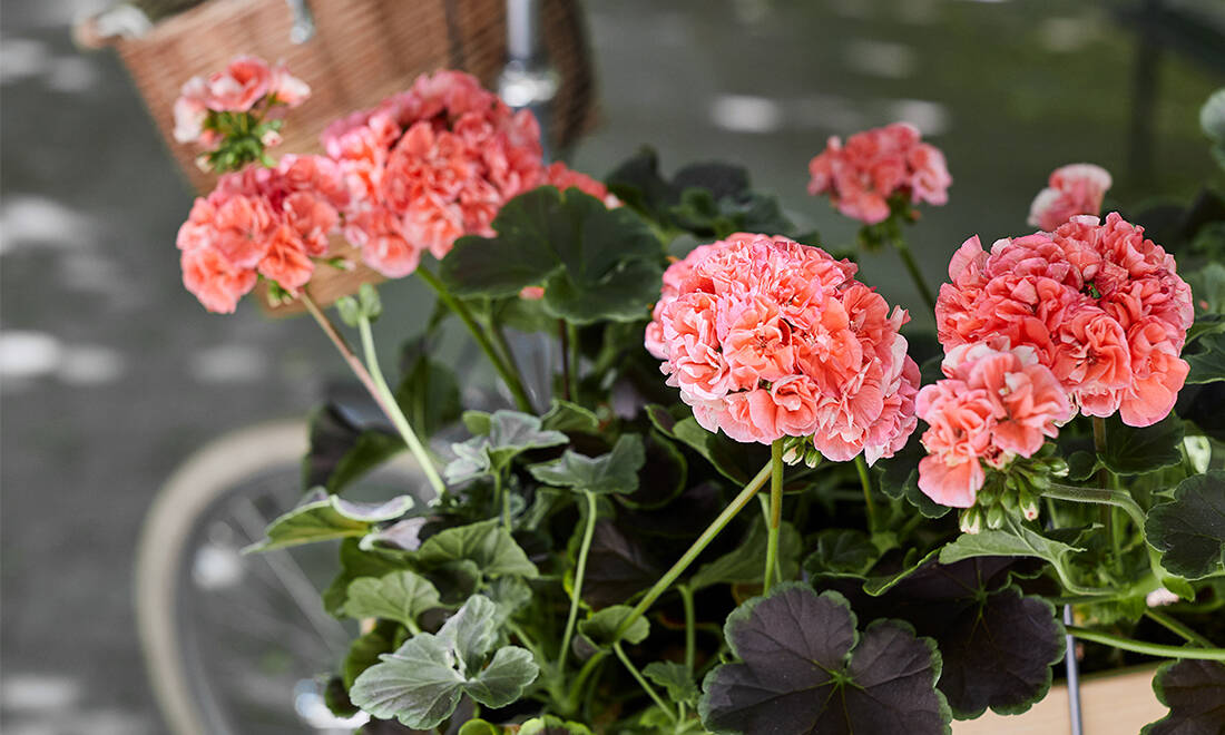 Här är årets pelargon – två vackra chokladpelargoner