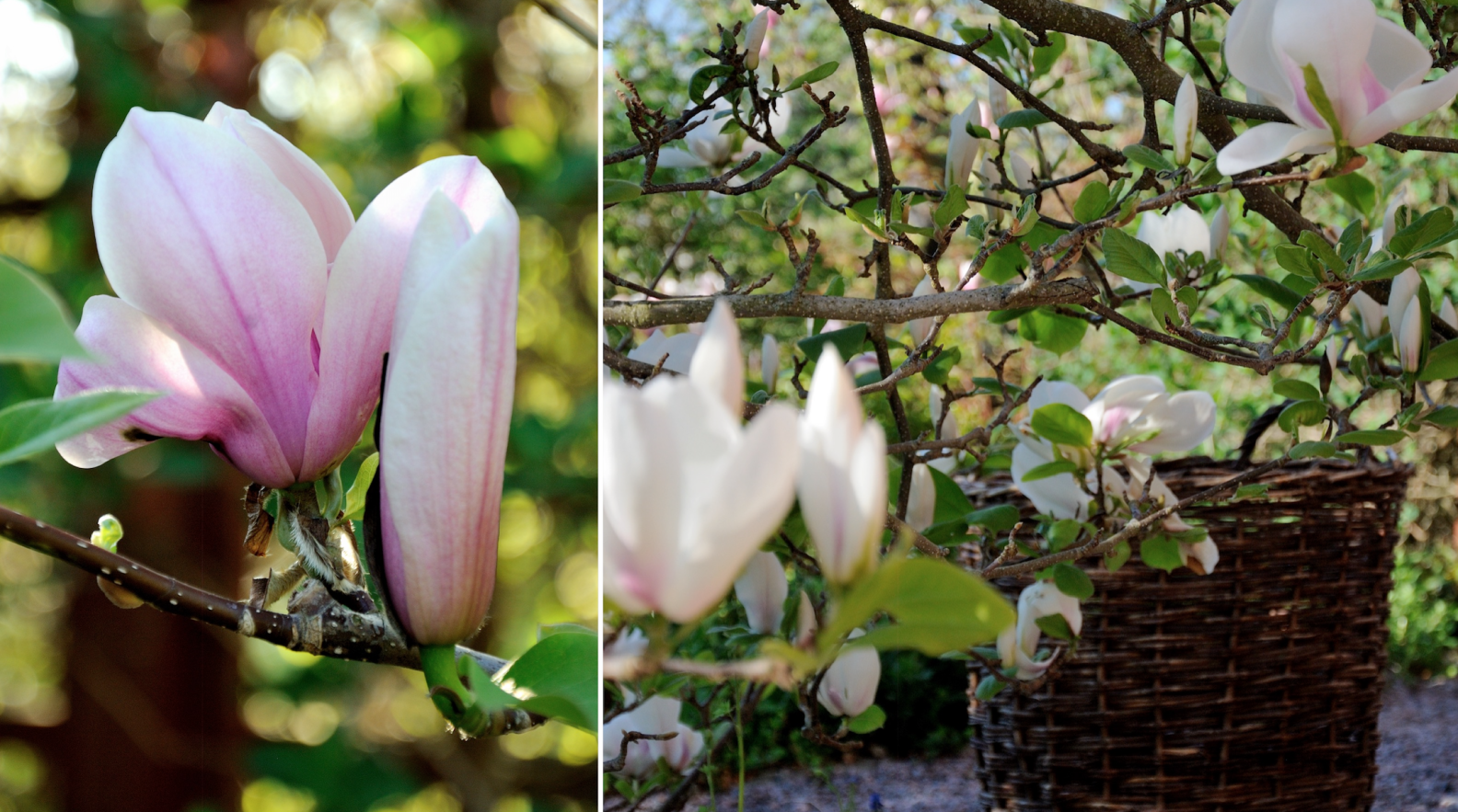 Lyckas med magnolia – 5 tips som fungerar