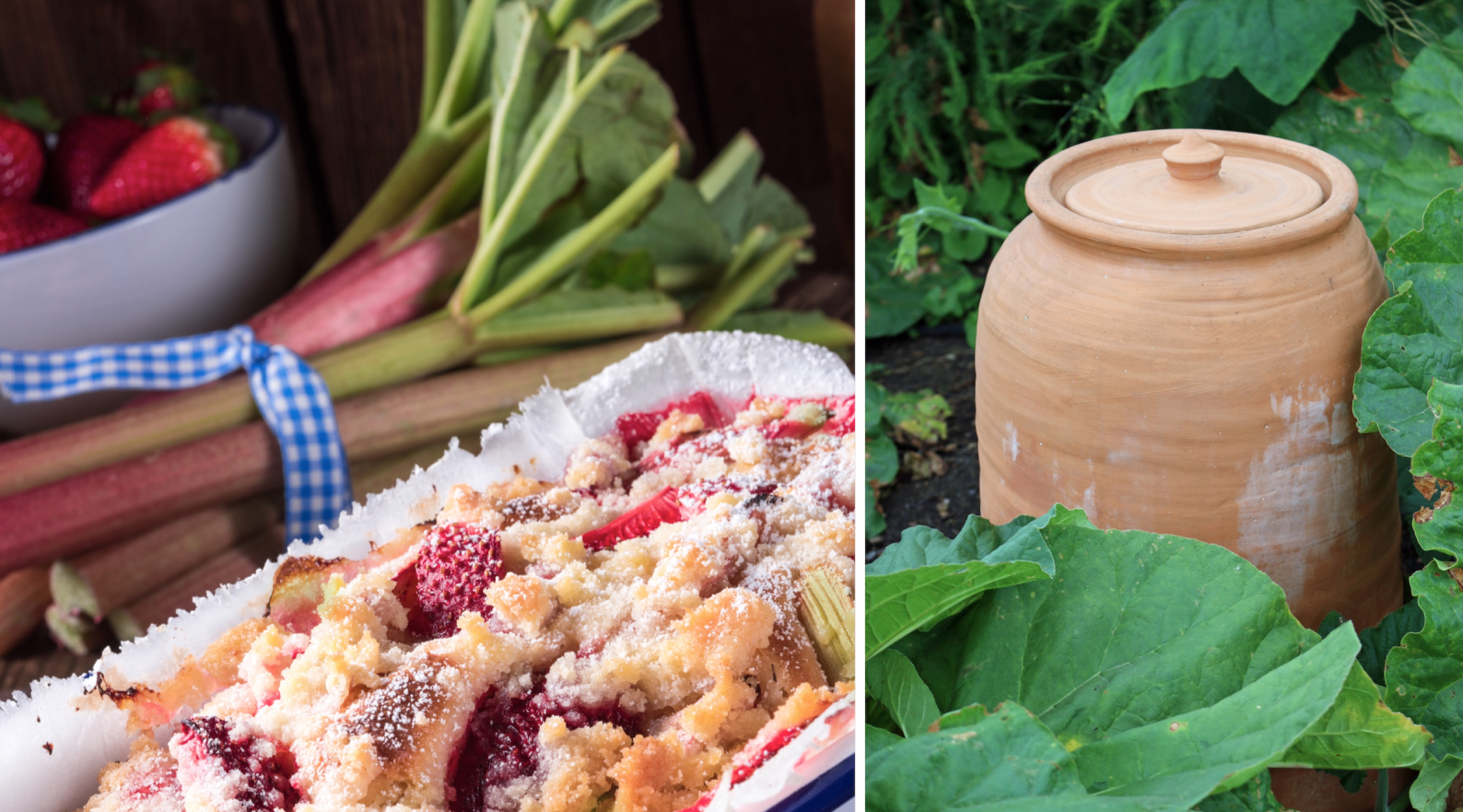 Godare och snabbare – odla rabarber som i England