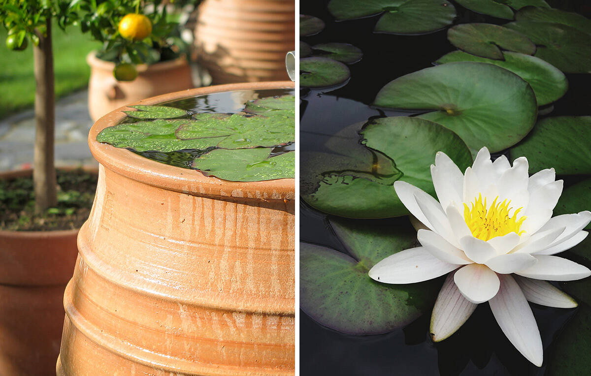 Odla näckrosor i vattentunna