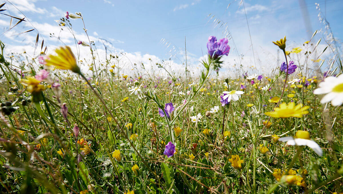 Låt trädgården växa vilt
