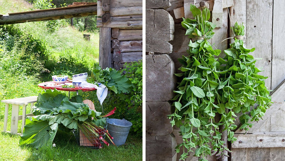 Plantera och baka med äppelmynta