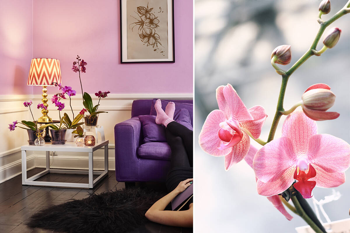 Höstens trendigaste växter – så inreder du med dem