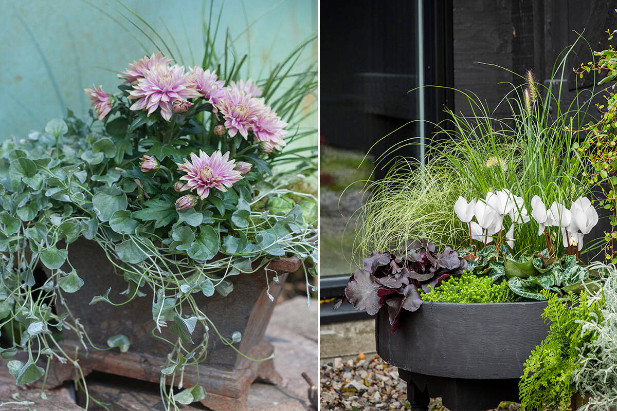 Så lyckas du med sensommarens vackraste blomstergrupper i kruka