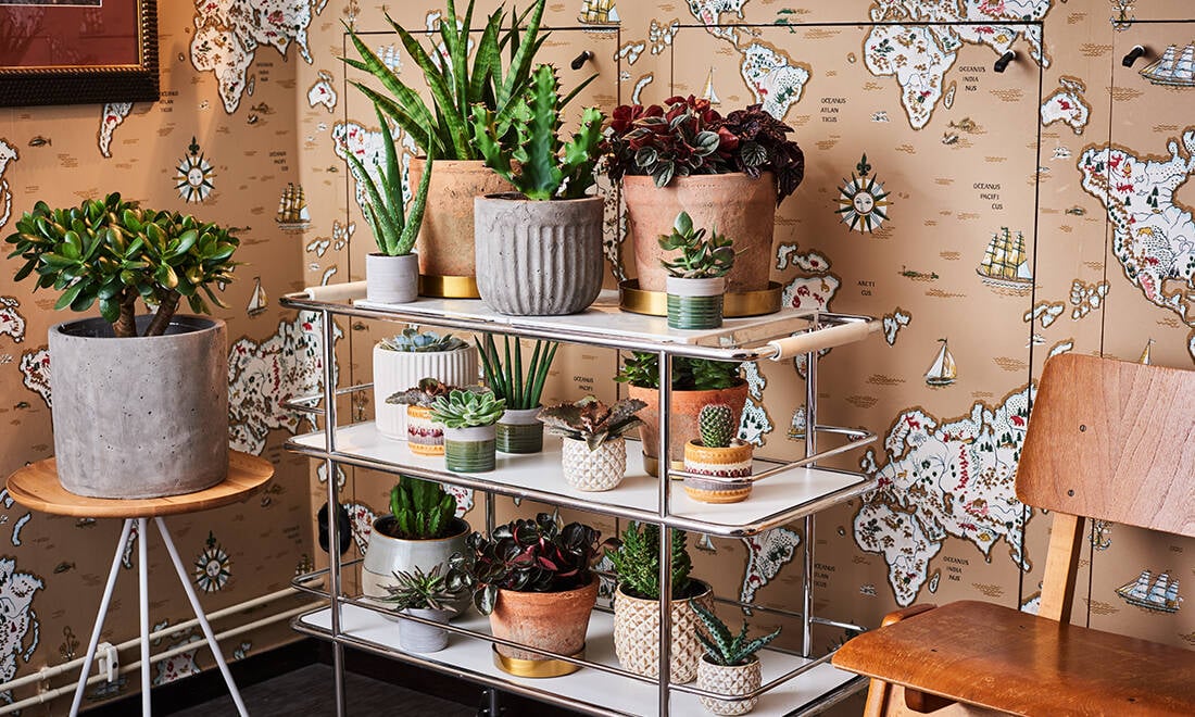 Inred med växter – Trendstefan visar upp höstens trender i sitt hem