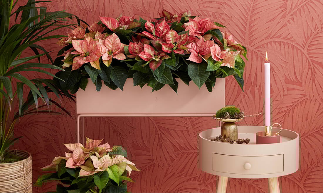 I väntan på julstjärnan – inred med vackra höststjärnor