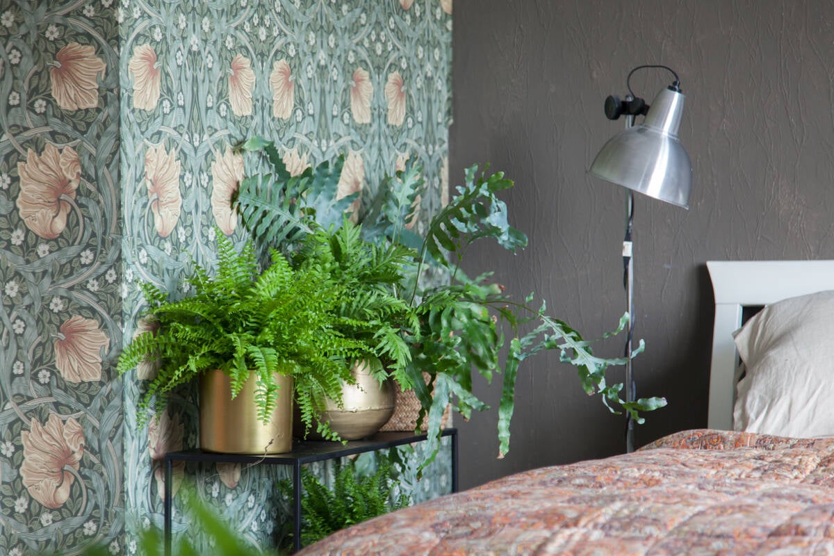 6 trendiga gröna växter som trivs i mörker