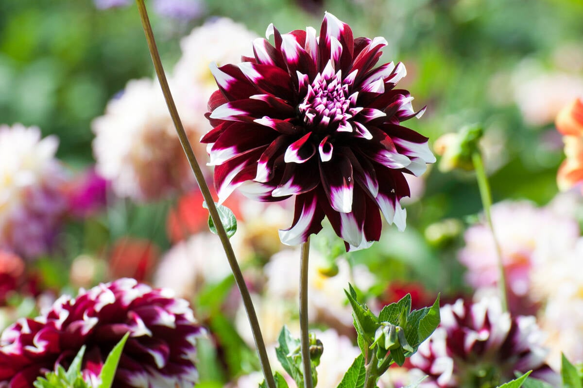 Så övervintrar du dahlian