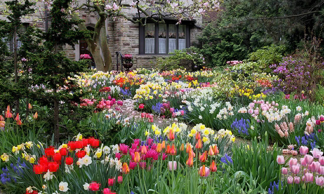 8 nya tulpanlökar att plantera nu – för att få en blomstrande trädgård i vår