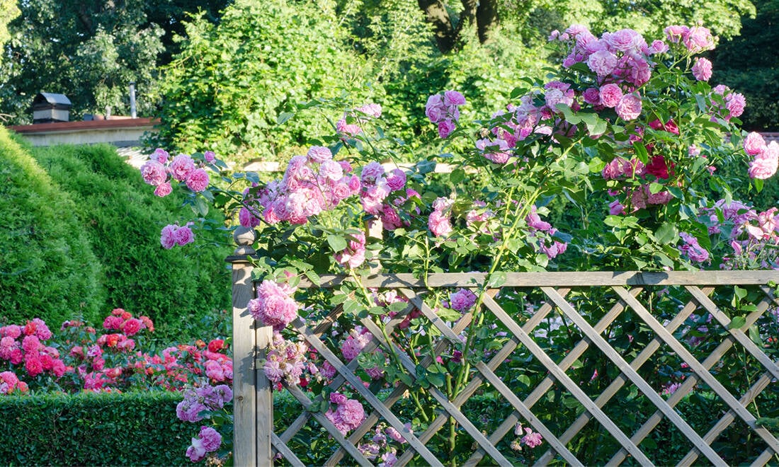 Plantera rosor på hösten – njut av en blomstrande rosenträdgård till våren
