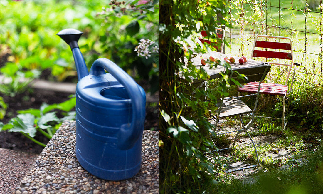 Parkslide – allt du behöver veta om ogräset som kan förstöra ditt hus