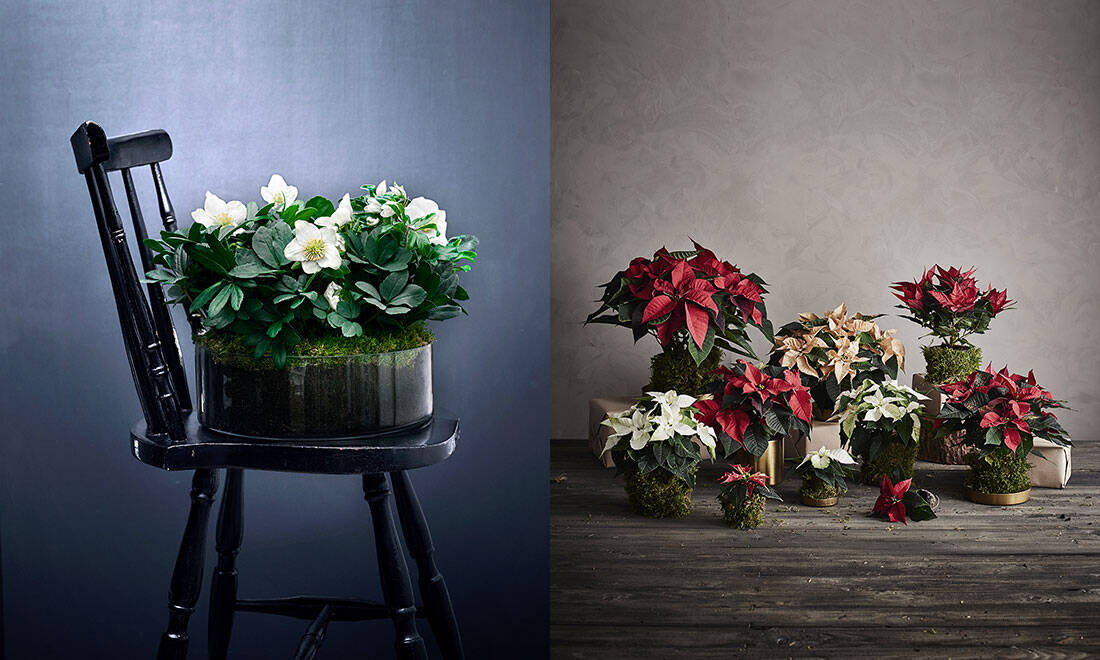 Julens trendigaste växter