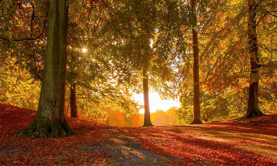 Testa dina kunskaper: Vet du vilket träd löven kommer ifrån?