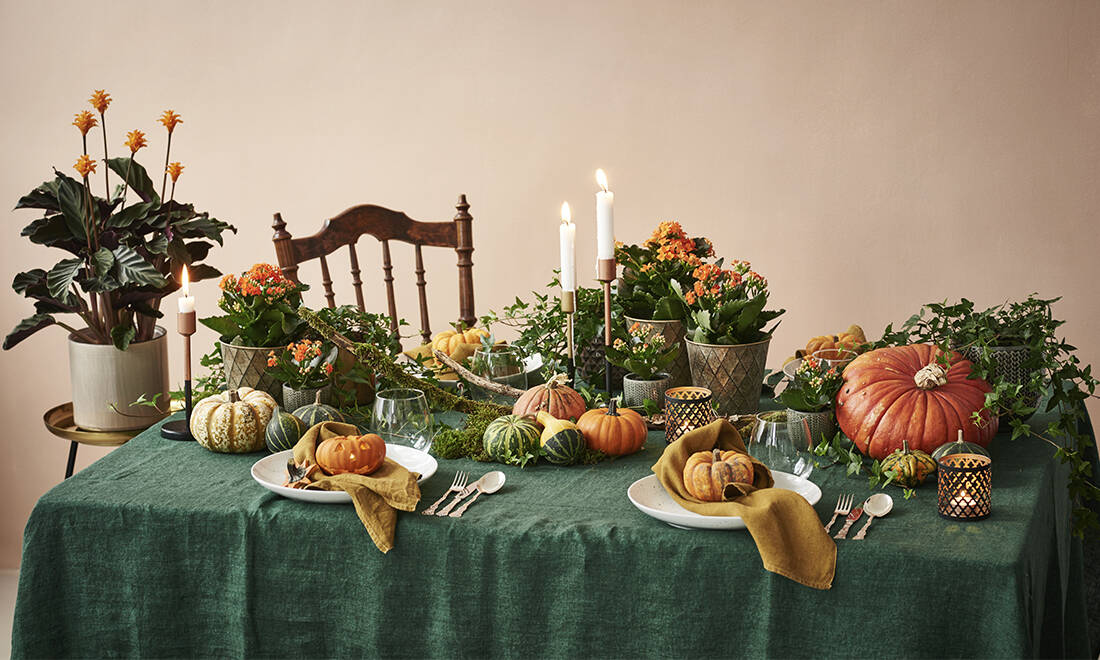 Pynta med pumpor i höst – allt du behöver veta