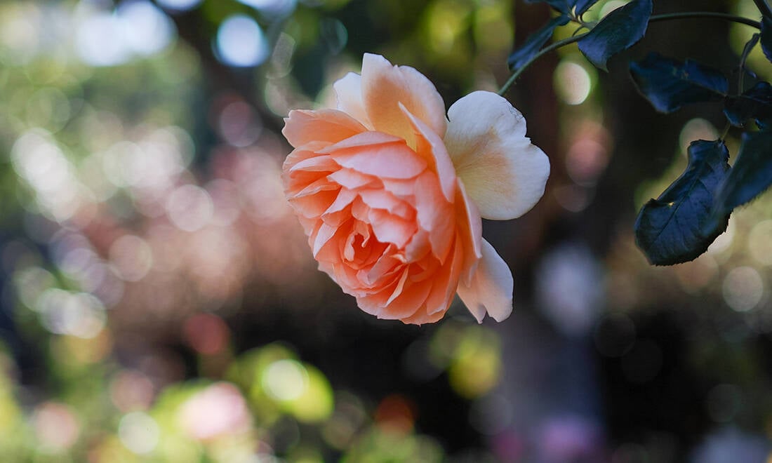 Här är rosorna som lyser upp din trädgård även på hösten