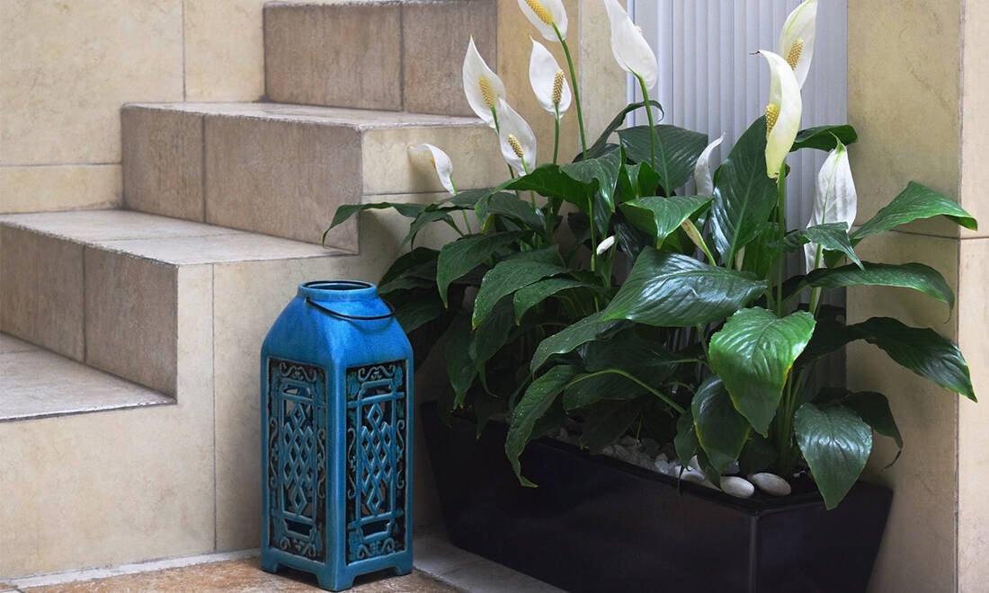 Smarta råd för hur du lyckas med fredskalla