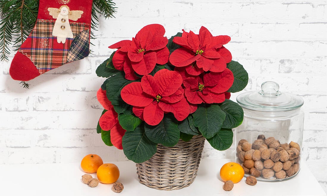 Nu finns en helt ny sorts julstjärna – kommer du köpa den?