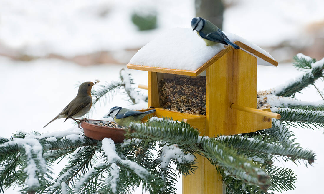 Hjälp fåglarna i vinter – så här matar du dem