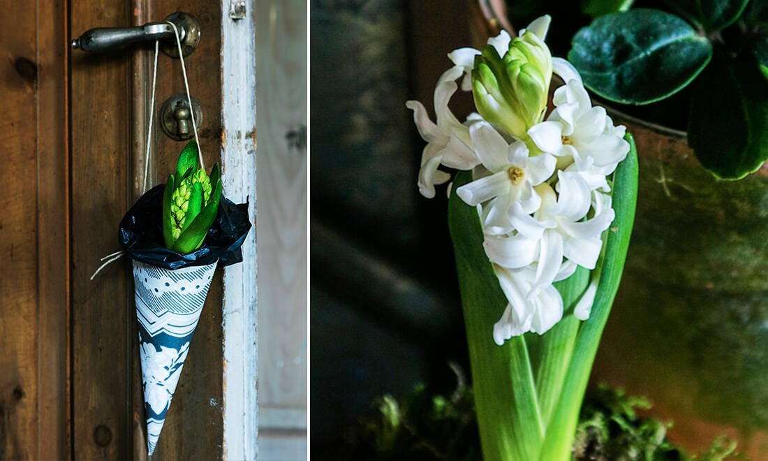 Enkelt adventspyssel: Fina tapetstruten för hyacinter