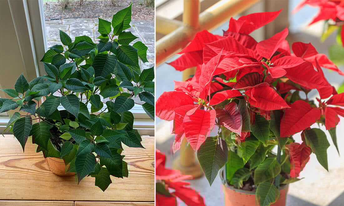 Släng inte din julstjärna – det går att få den att blomma igen