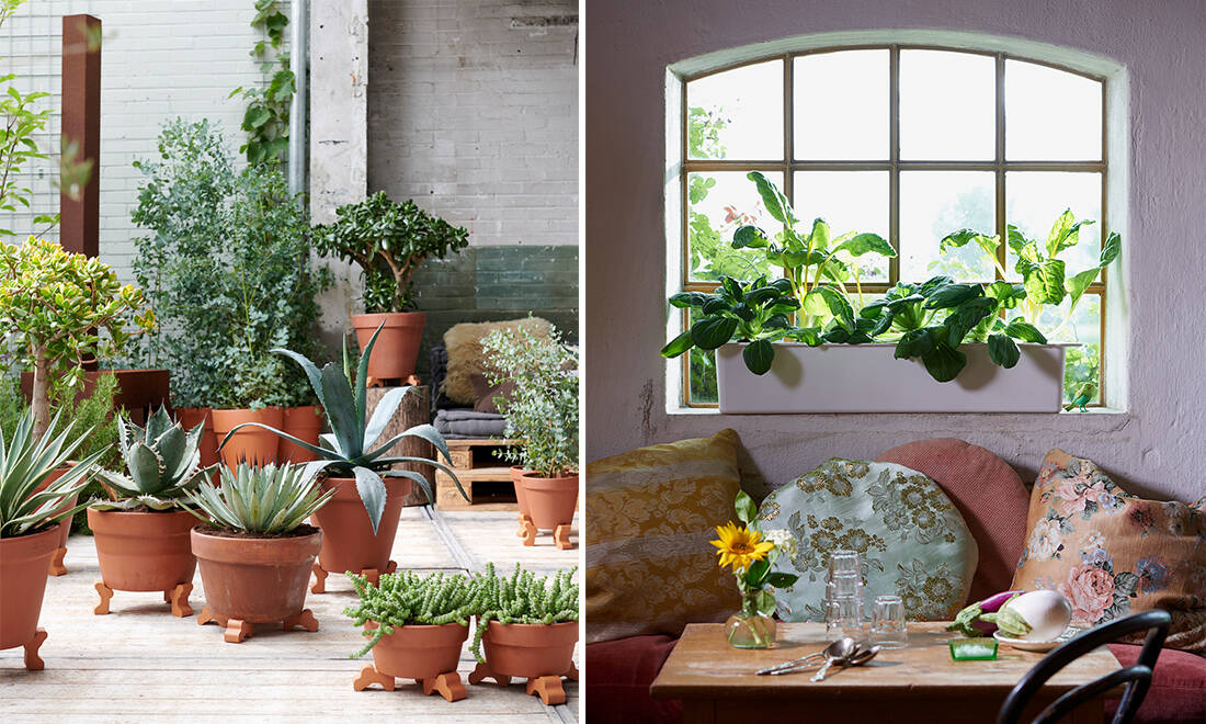 5 stora trädgårdstrender som håller i sig även det här året