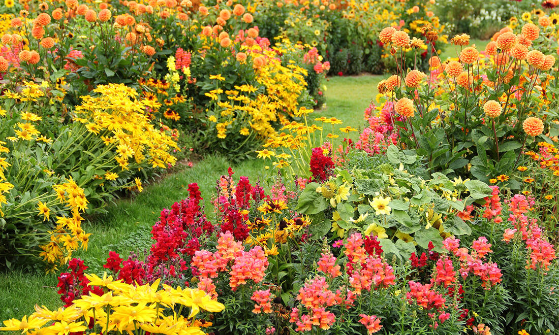 Smygstarta våren – här är 9 av årets härliga nya lökar