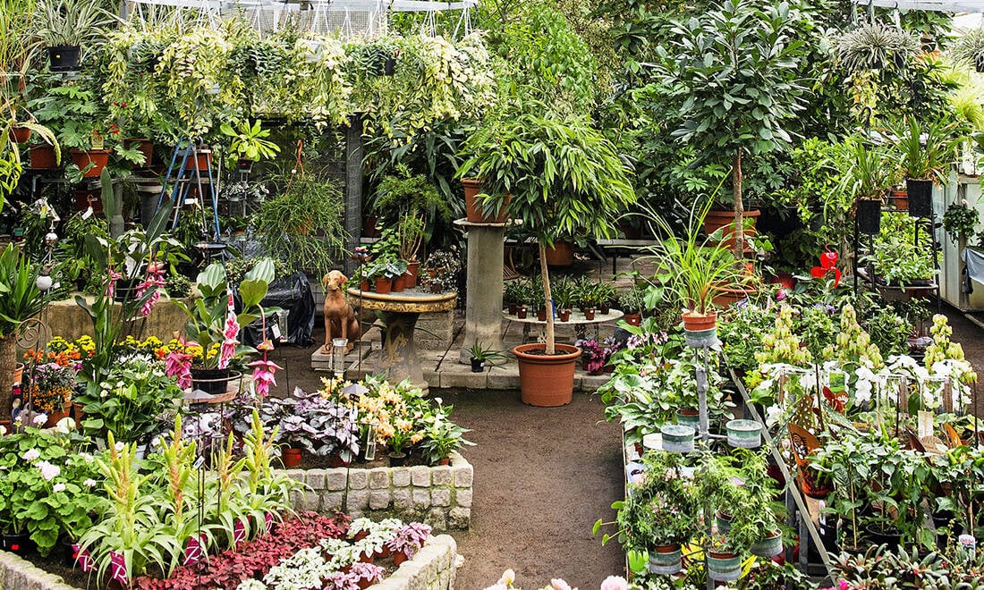 Kika in i växthuset som bjuder på djungelkänsla mitt i vintern