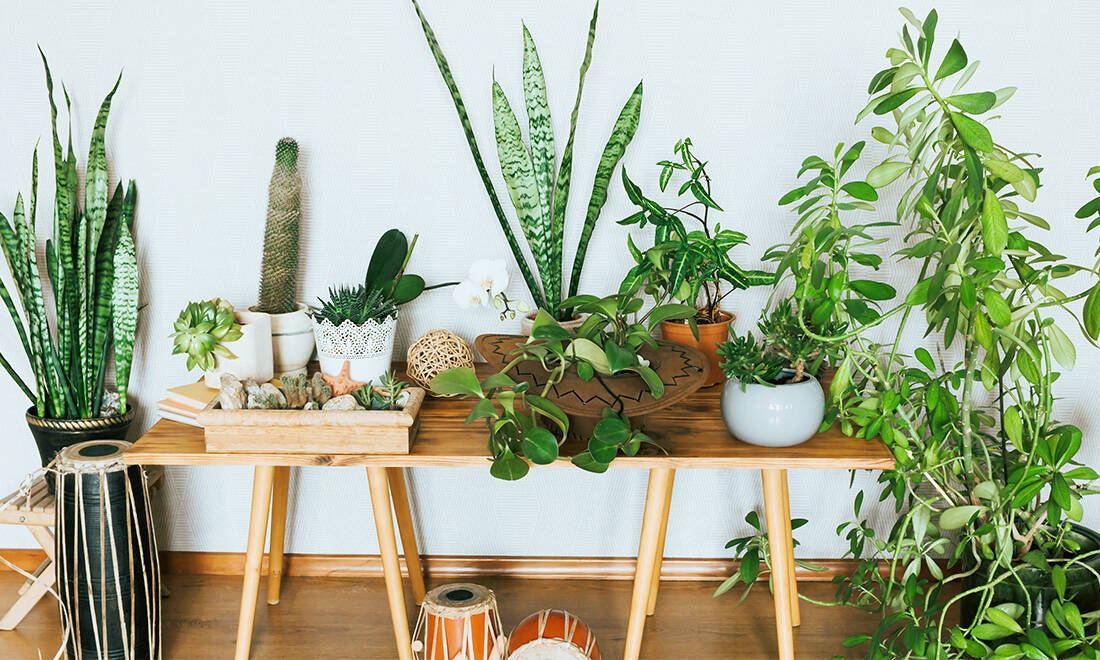 Så vårfixar du dina krukväxter – 5 tips