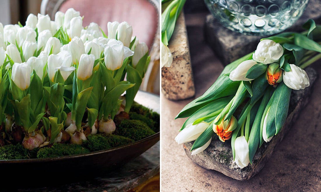 Så lyckas du med tulpan i kruka