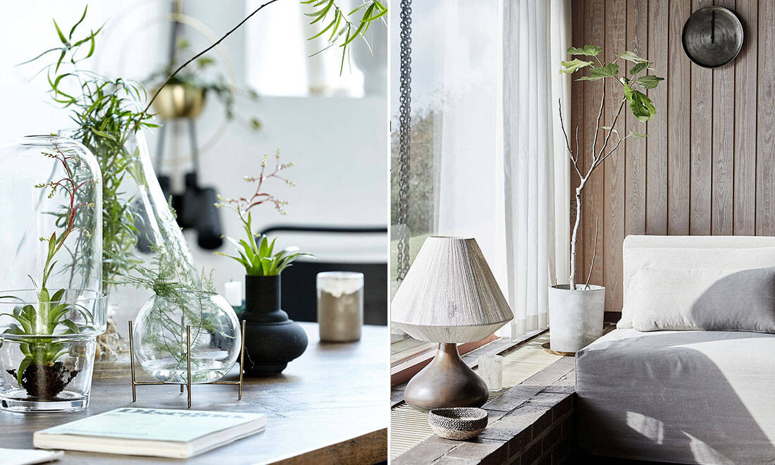 Så inreder du med växter – 5 tips för ett grönare hem