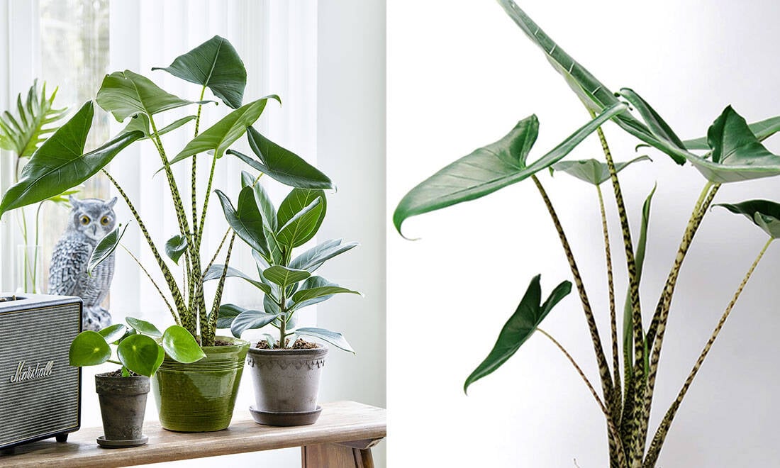 Så sköter du trendväxten zebrasköld